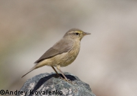 ��������� �������